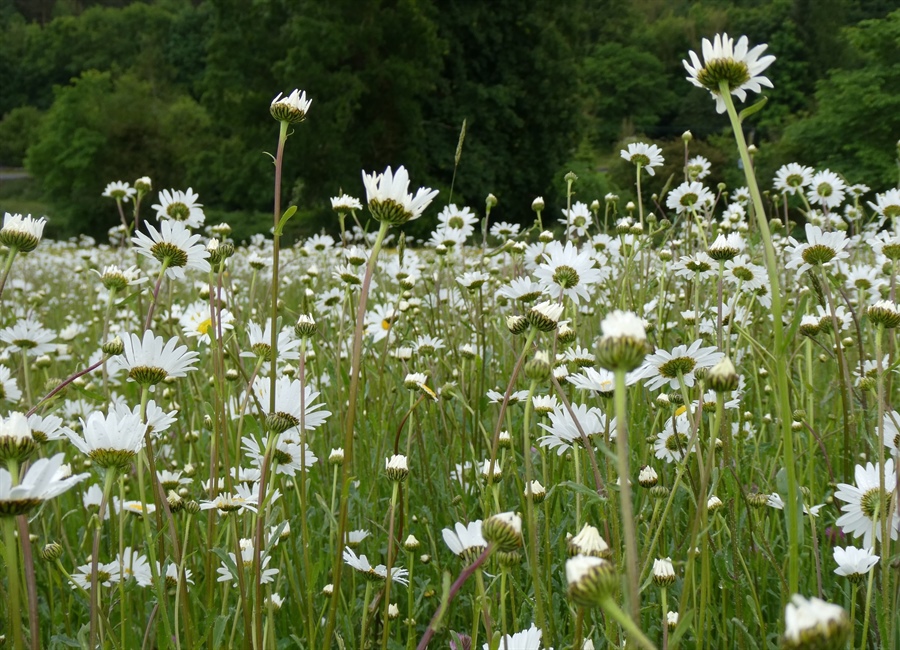 Richmond celebrates The Great Big Green Week
